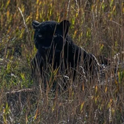 Полиция горски служители и пожарникари от Ловеч проверяват сигнал за