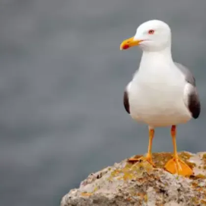 Мъж простреля гларус с пистолет и го хвърли в контейнер