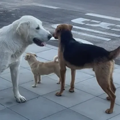 Случай на жестоко отношение към животни разтърси жителите на село