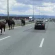 Внимавайте! Коне изскочиха на Околовръстното на София ВИДЕО