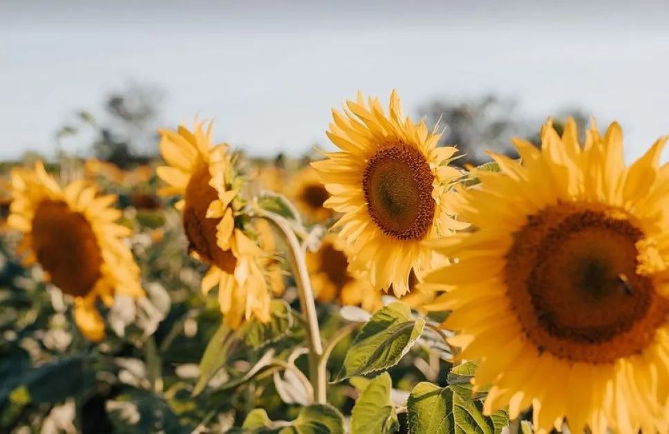 Европа гори: Червени кодове, жертви и рекорди при 46°C