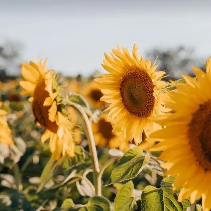 Голяма част от Европа е обхваната от тежка гореща вълна