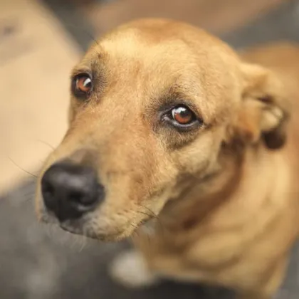 Историят от Сливен предизвика вълна от съчувствие и гняв в социалната