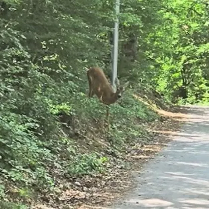Докато цяла България още търси мистичния черен леопард който така