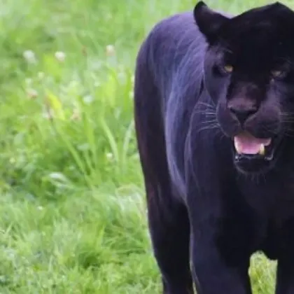 Двама тийнейджъри от румънския окръг Телеорман се обадили на спешния