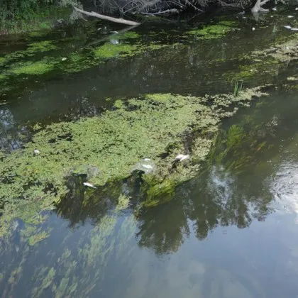 Регионалната инспекция по околната среда и водите – Пловдив РИОСВ