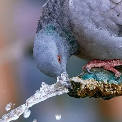 Община Сатовча официално бе вписана в книгата на рекордите на