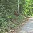 Докато търсим леопарди, горските сърца сами ни намират ВИДЕО