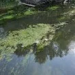 Откриха евентуална причина за мъртвата риба в Марица
