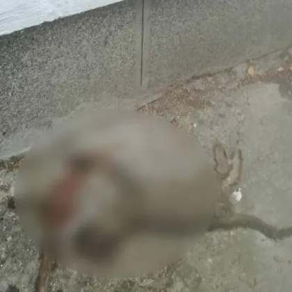 Жестоката смърт на улично коте в София потресе дама Жената