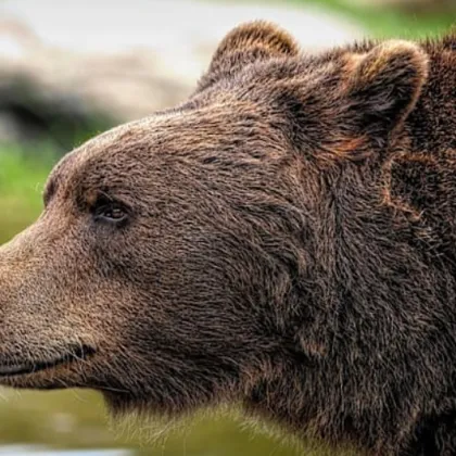 Мотоциклетист загина в Румъния след като беше нападнат от мечка