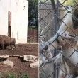 Екскурзовод с тежки думи за зоопарка в Ловеч, оттам отговориха: Това е атака! СНИМКИ