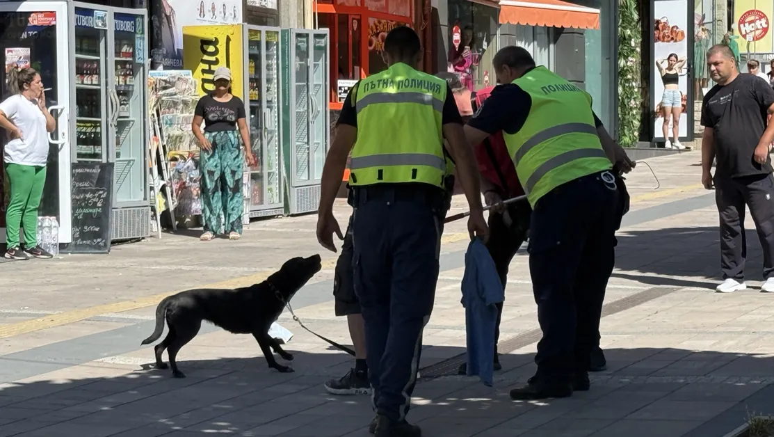 Куче нахапа трима души в центъра на Карлово