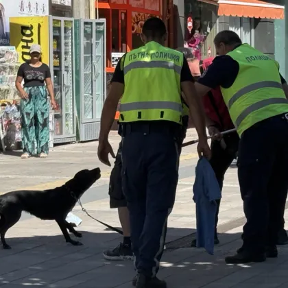 Инцидент с домашно куче в Карлово Според очевидци разхождали се на