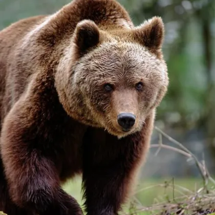 За нов инцидент с мечка в Румъния съобщава Диджи24 Действието се развива