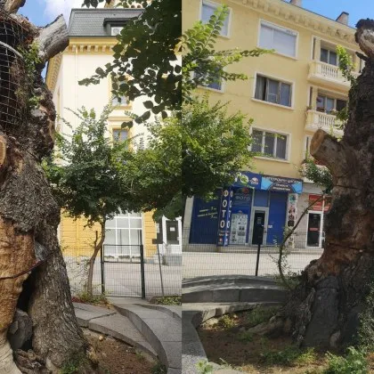 Старият бряст Новият вид на символа на Сливен който беше