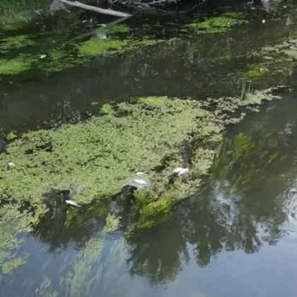 Продължение на темата със стотиците умрели риби в река Марица