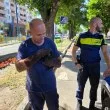Акция! Полицаи и огнеборци спасиха коте, изпаднало в беда в Пазарджик СНИМКИ
