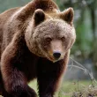 Мечка подгони овчар в Румъния