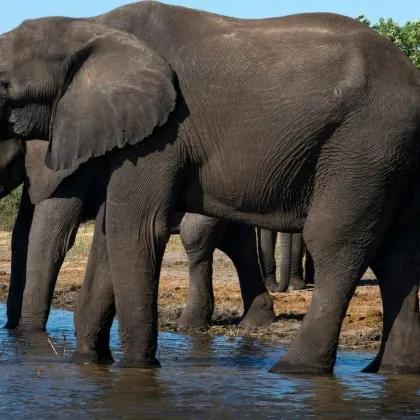 Британка и друга жена от Нова Зеландия бяха убити от