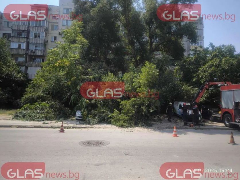 Дърво се стовари върху няколко коли в Пловдив СНИМКИ