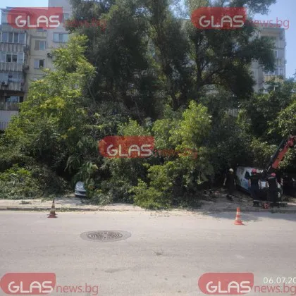 Дърво се стовари върху няколко коли в Пловдив СНИМКИ