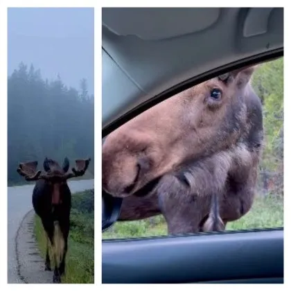 Канадката Кели Паксиан и съпругът ѝ шофирали по горски път