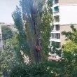 Огнена топола в София: Как дърво горя отвътре и стана заплаха за цял блок ВИДЕО