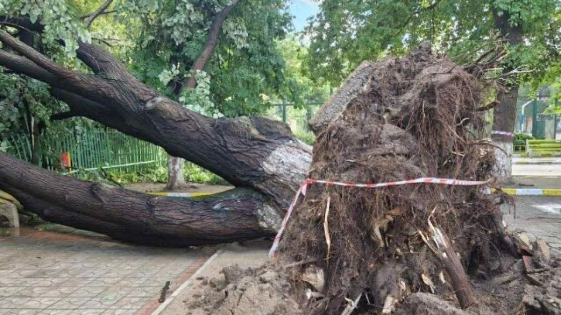 Дърво падна върху автобус с пътници
