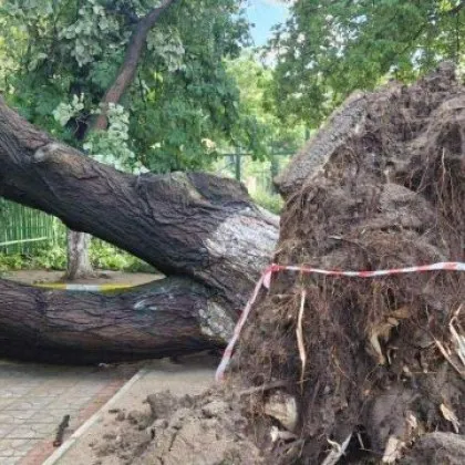 Днес силният вятър причини сериозни щети и изкорени множество дървета