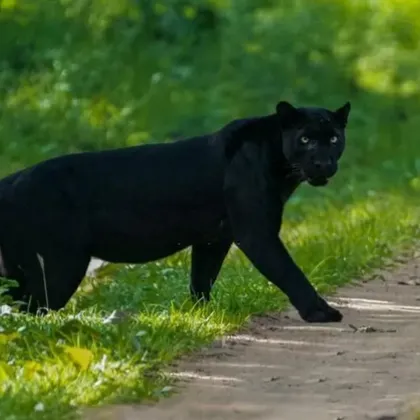 Тревожна информация около черния леопард и неговото изчезване край Шумен