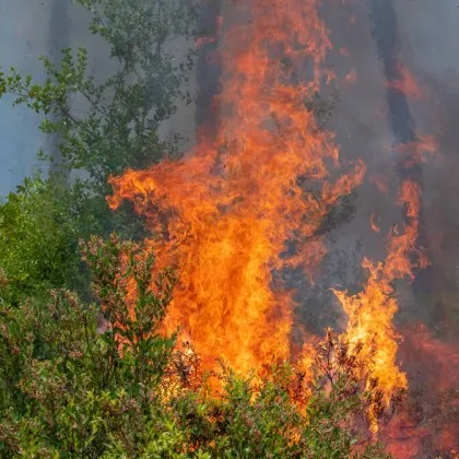 Голям пожар обхваща в момента землищата около видинските села Каленик