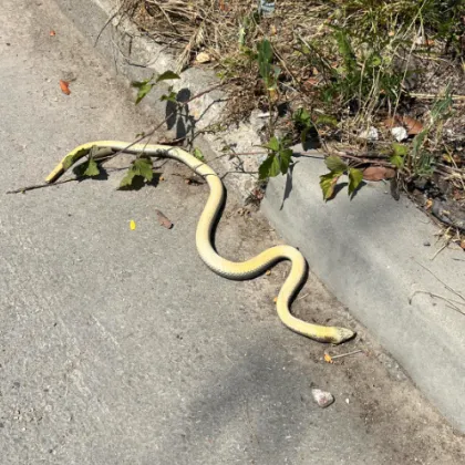 Снимка на убита змия публикувана в социалните мрежи разпали емоции