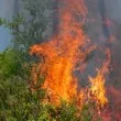 Голям пожар край Видин! Спешно се търсят доброволци за помощ