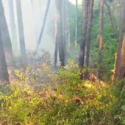 С пожар в иглолистна гора над село Палатово се борят