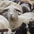 Откриха огнище на шарка по дребни преживни животни в Пловдивско