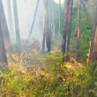 Пожар гори край Дупница
