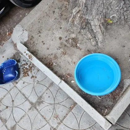 Едно дете бе забелязано да сритва хранилка поставена на улица