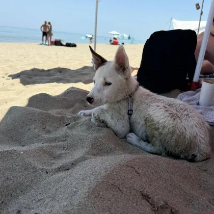 Ето това сме ние хората По лоши от дявола Това гласи коментар под