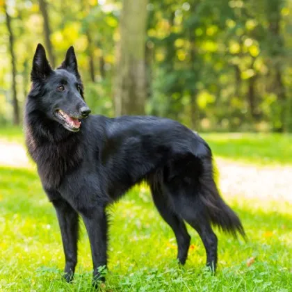 Неприятен инцидент е станал в Казанлък вчера съобщиха от Областната