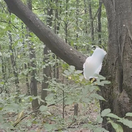 Нов вид маркировка се появи в гора до София оплака