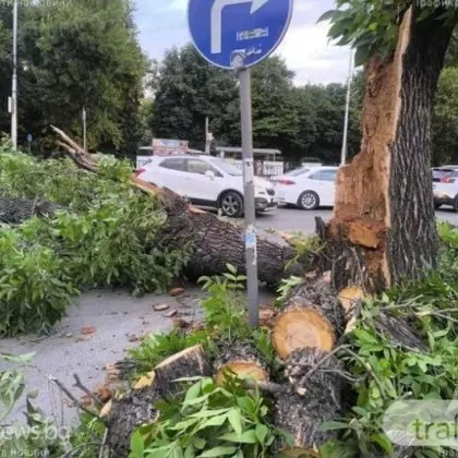 Силен вятър предизвика редица инциденти в Пловдив До ОП Градини и паркове