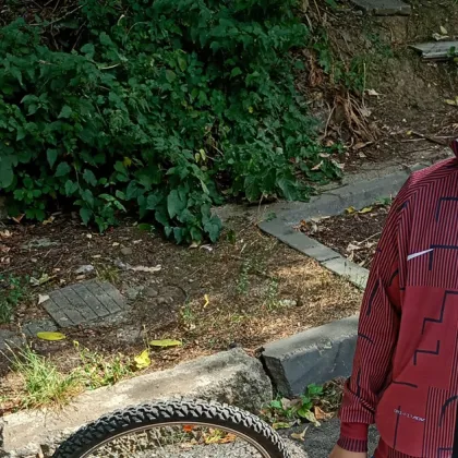 Дете с велосипед е било нападнато от глутница бездомни кучета