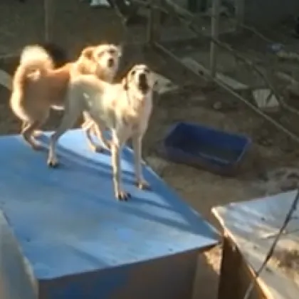 Сигнал за издевателства над животни и призив за спешна намеса