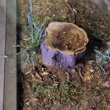 Пловдивчанин остана недоволен от отсичането на дърветата по централната улица