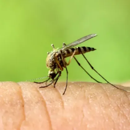 Ръст на случаите на лаймска болест в сравнение за същия
