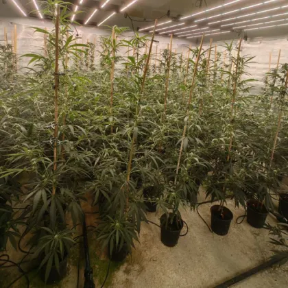 При проведена специализирана полицейска операция по линия Противодействие разпространението на