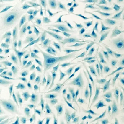 Малък слон установява нова основа за 3D печат вътре в