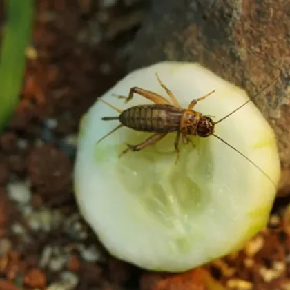 Учени предложиха необичайна кулинарна промяна която би могла да е
