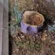 Красиво е, нали? Сянка е, нали? Защо тогава го унищожавате и не засаждате наново? СНИМКИ